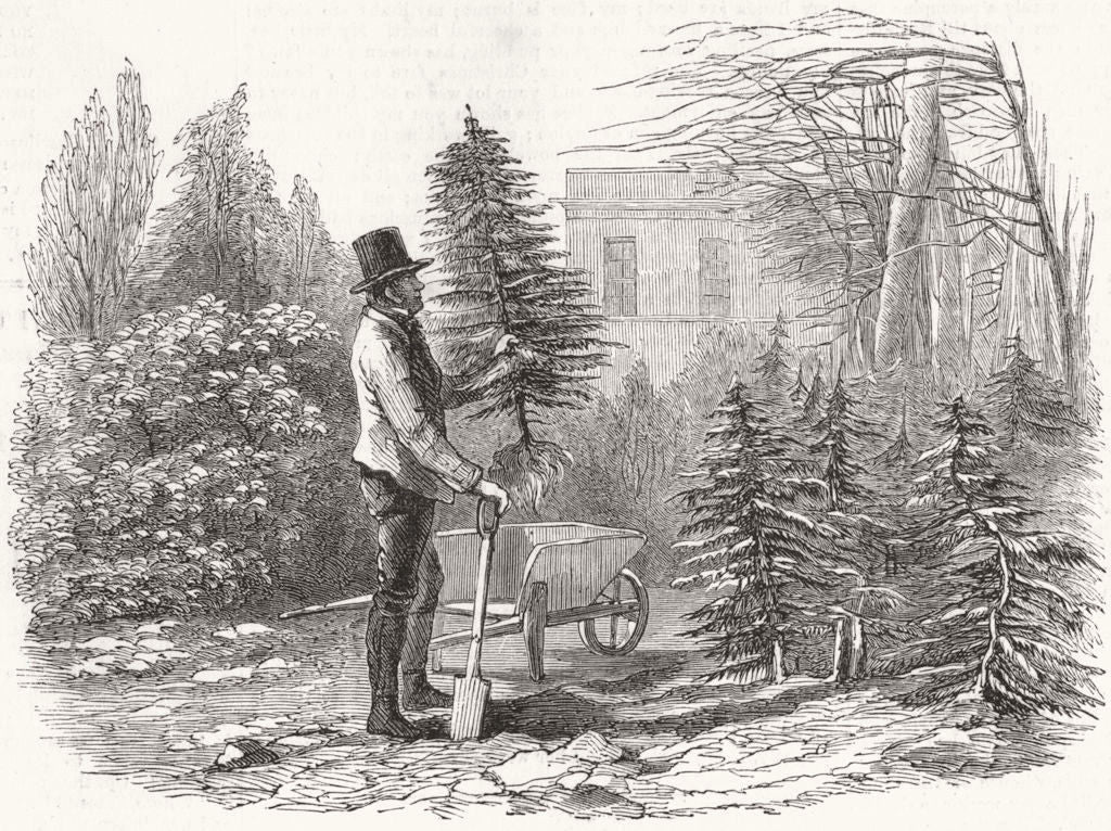 TREE. So fir-tree went wheelbarrow tried sit Jaunty air, if 1851 old print